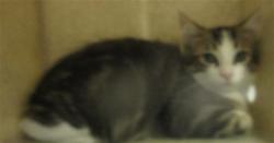 Shelter Stray Unknown Cat last seen , 2811 SE 29th St, Oklahoma City, OK 73129, USA