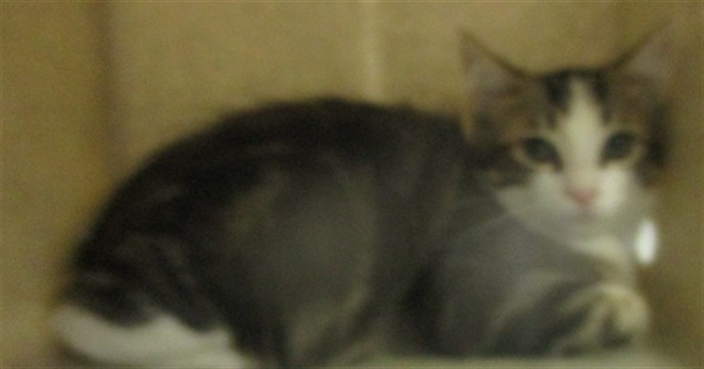 Shelter Stray Unknown Cat last seen , 2811 SE 29th St, Oklahoma City, OK 73129, USA