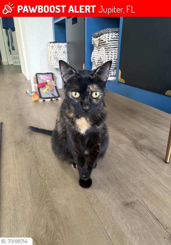 Lost Female Cat last seen Tequesta drive, Jupiter, FL 33469