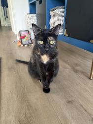 Lost Female Cat last seen Tequesta drive, Jupiter, FL 33469