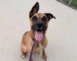 Shelter Stray Male Dog last seen CHARLOTTE, 8315 Byrum Dr, Charlotte, NC 28217, USA