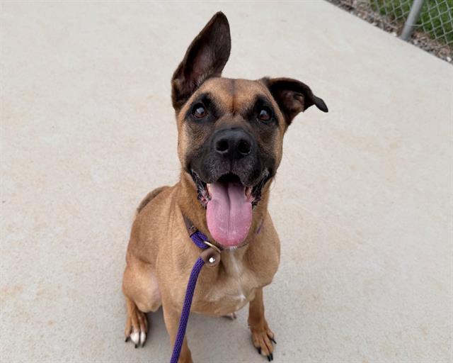Shelter Stray Male Dog last seen CHARLOTTE, 8315 Byrum Dr, Charlotte, NC 28217, USA