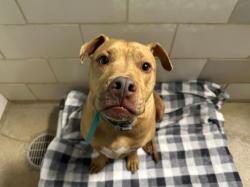 Shelter Stray Male Dog last seen CHARLOTTE, 8315 Byrum Dr, Charlotte, NC 28217, USA