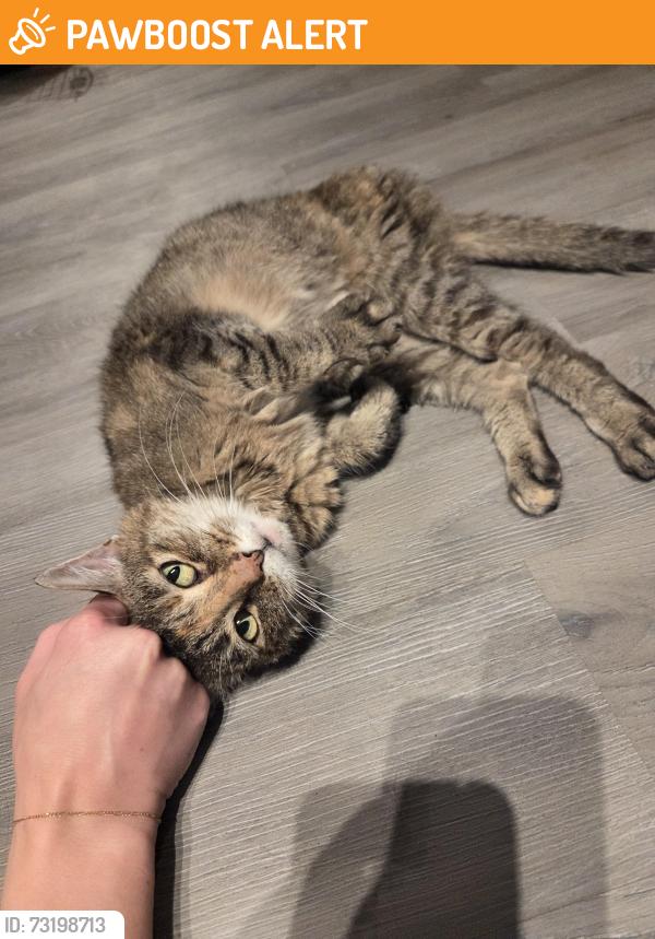Found/Stray Female Cat last seen Dixie Hwy and Andersonvilld, Village of Clarkston, MI 48346
