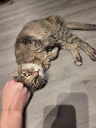 Found/Stray Female Cat last seen Dixie Hwy and Andersonvilld, Village of Clarkston, MI 48346