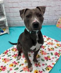 Shelter Stray Male Dog last seen FRENCH ST/SHOWEMAKER DETROIT MI 48214, 7401 Chrysler Dr, Detroit, MI 48211, USA