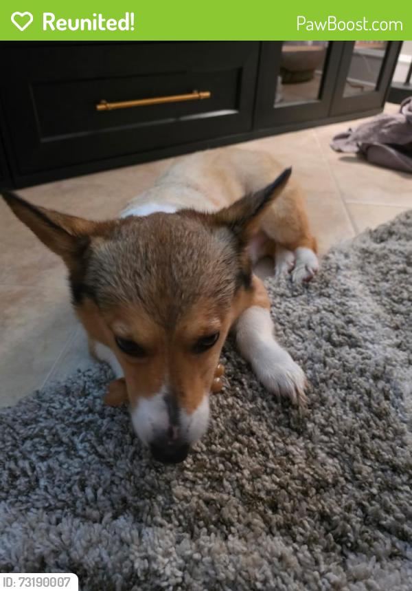 Reunited Male Dog last seen 18th and 59th, Fort Lauderdale, FL 33308