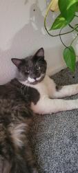 Found/Stray Male Cat last seen Grand Ave, Lake Elsinore, CA 92530