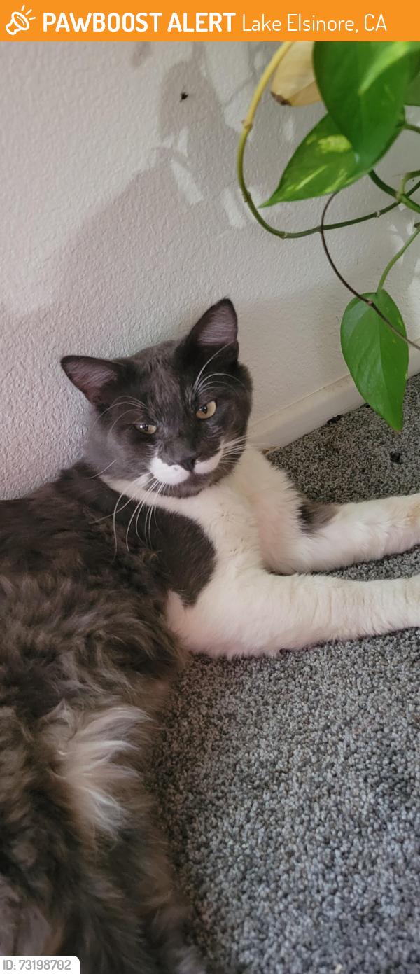 Found/Stray Male Cat last seen Grand Ave, Lake Elsinore, CA 92530
