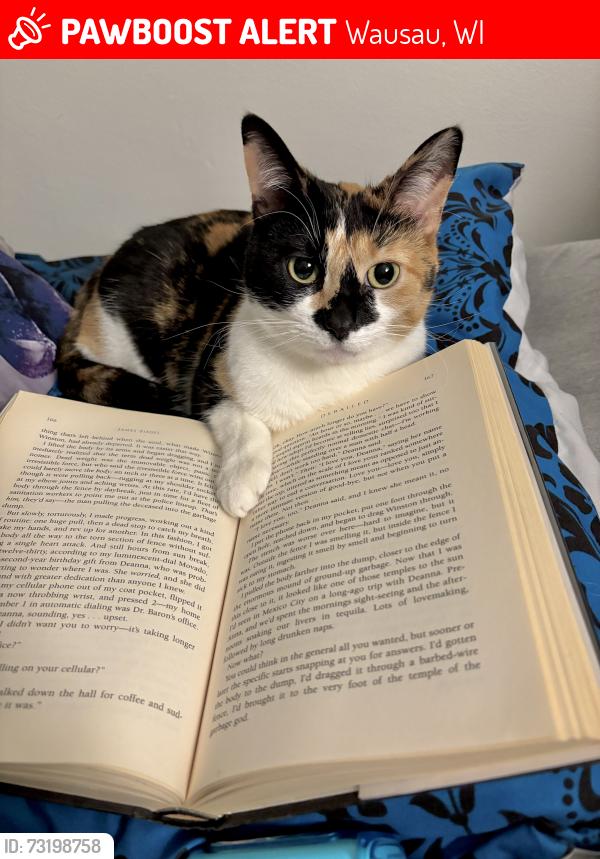 Lost Female Cat last seen Bridge st and 6th, Wausau, WI 54402