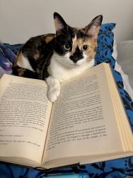 Lost Female Cat last seen Bridge st and 6th, Wausau, WI 54402