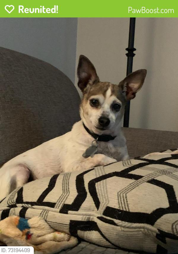 Reunited Male Dog last seen Tulsa and Sulfur Springs, Manchester, MO 63021