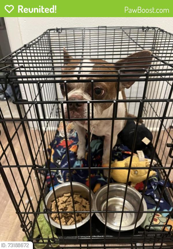 Reunited Male Dog last seen By front office street area, Austin, TX 78758
