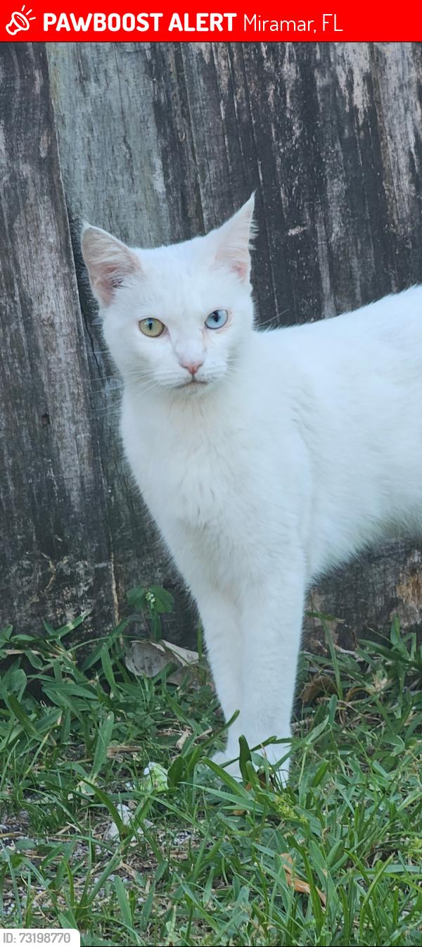 Lost Female Cat last seen SW 27th CT & Sw 67th LN, Miramar, FL 33023