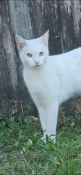 Lost Female Cat last seen SW 27th CT & Sw 67th LN, Miramar, FL 33023