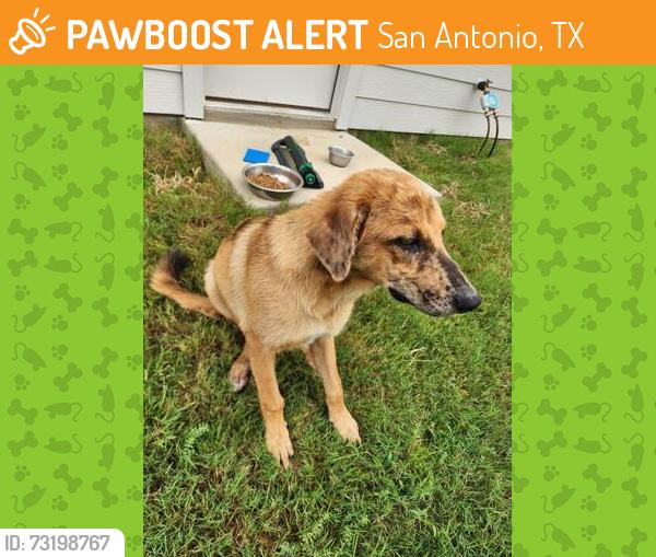 Found/Stray Male Dog last seen Near park ct / Near Boeing Techport/Kelly Field, San Antonio, TX 78226