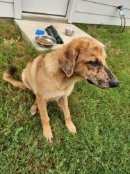 Found/Stray Male Dog last seen Near park ct / Near Boeing Techport/Kelly Field, San Antonio, TX 78226