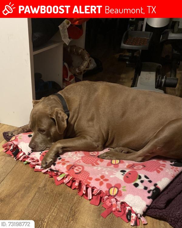 Lost Female Dog last seen Peyton, off Westgate, Beaumont, TX 77706