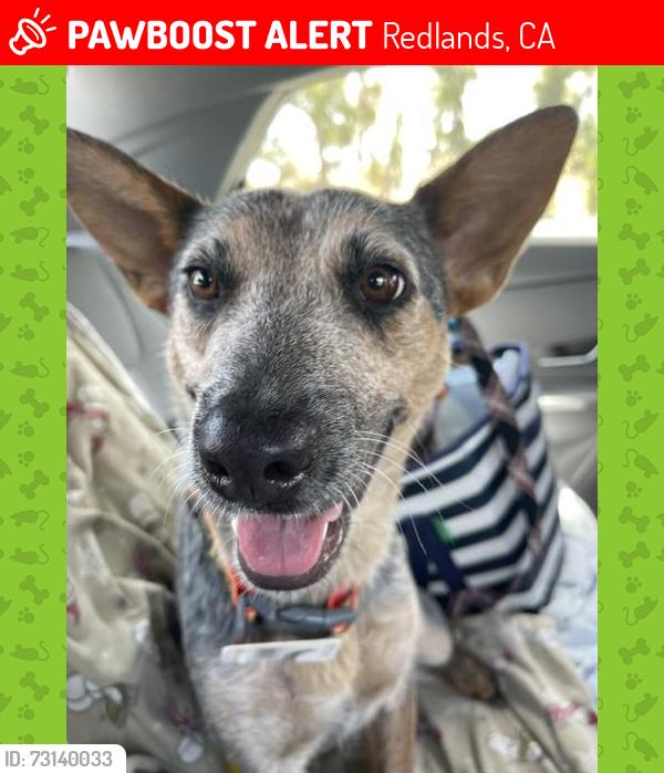 Lost Female Dog last seen Columbia/Lougina, Redlands, CA 92374