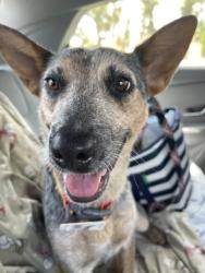 Lost Female Dog last seen Columbia/Lougina, Redlands, CA 92374
