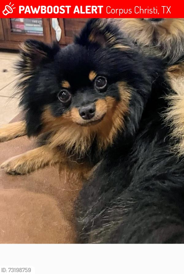 Lost Male Dog last seen Clark and Roosevelt area., Corpus Christi, TX 78415