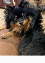 Lost Male Dog last seen Clark and Roosevelt area., Corpus Christi, TX 78415