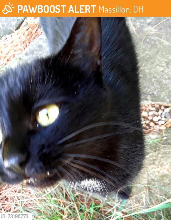 Found/Stray Unknown Cat last seen West side of Massillon, Massillon, OH 44646