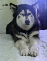 Reunited Female Dog last seen Near W. Lullaby Ln, Anaheim, CA 92802