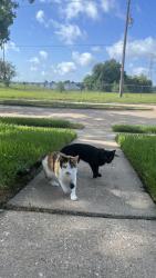 Found/Stray Female Cat last seen Hammerly and brittmore, Houston, TX 77043