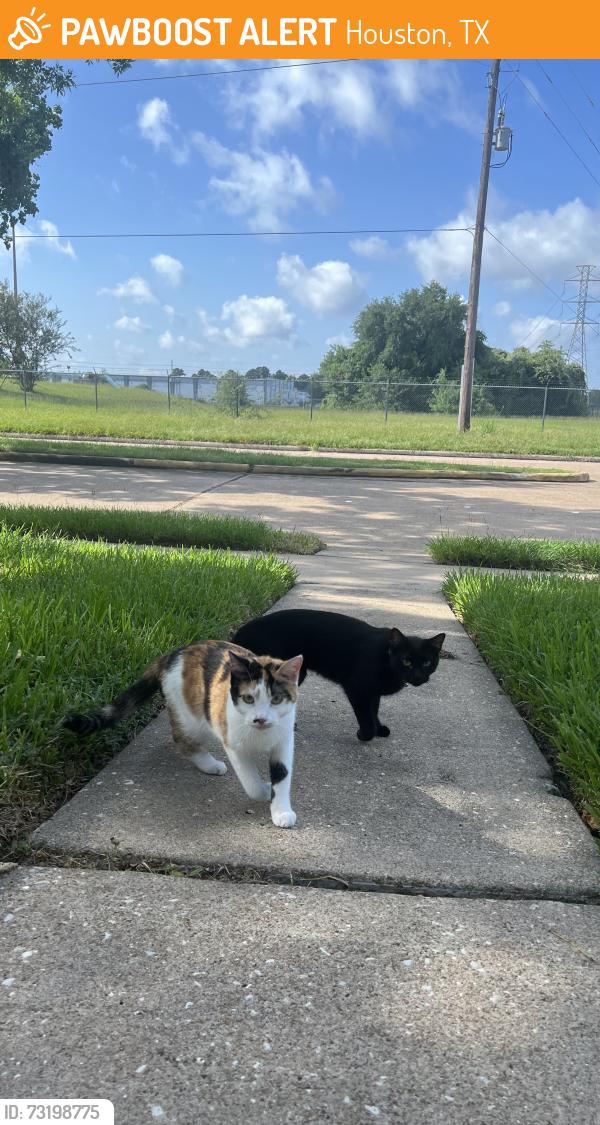 Found/Stray Female Cat last seen Hammerly and brittmore, Houston, TX 77043