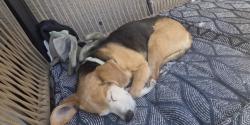 Lost Male Dog last seen Rio Valley, El Paso, TX 79932