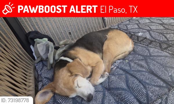 Lost Male Dog last seen Rio Valley, El Paso, TX 79932