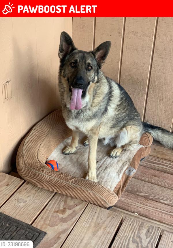 Lost Male Dog last seen Arroyo coyote rd santa fe, Santa Fe County, NM 87508