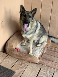 Lost Male Dog last seen Arroyo coyote rd santa fe, Santa Fe County, NM 87508