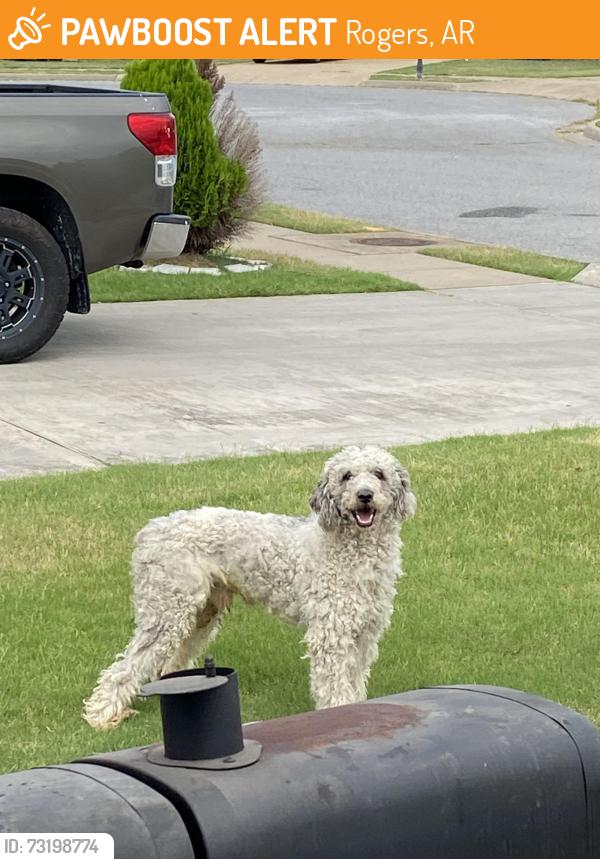 Found/Stray Male Dog last seen Post road, Rogers, AR 72758