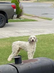 Found/Stray Male Dog last seen Post road, Rogers, AR 72758