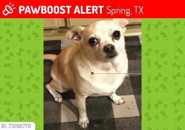 Lost Female Dog last seen Champions Forest and Theiss Mail Route Rd, Spring, TX 77379