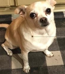 Lost Female Dog last seen Champions Forest and Theiss Mail Route Rd, Spring, TX 77379