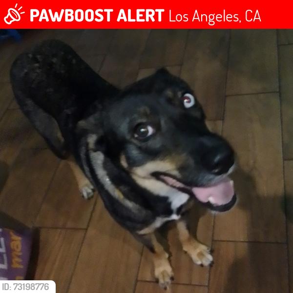 Lost Female Dog last seen Pacific coast highway and avalon, Los Angeles, CA 90744