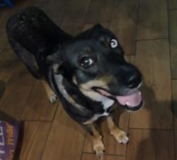 Lost Female Dog last seen Pacific coast highway and avalon, Los Angeles, CA 90744