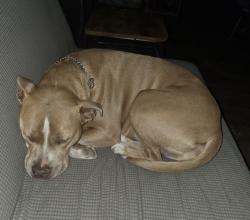 Reunited Female Dog last seen My hse, New Bern, NC 28562