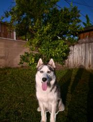 Lost Female Dog last seen Near W. Lullaby Ln, Anaheim, CA 92802