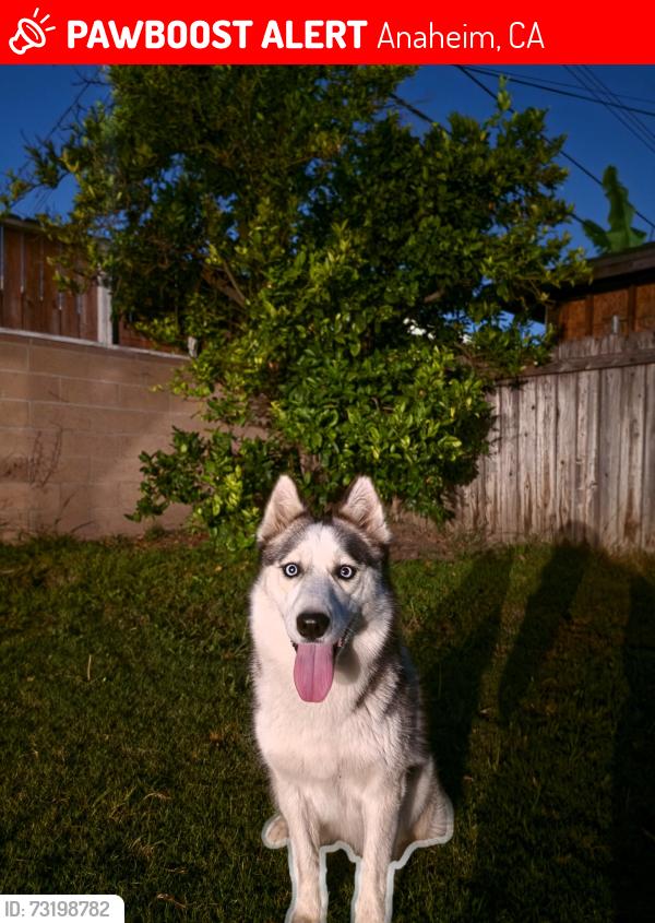 Lost Female Dog last seen Near W. Lullaby Ln, Anaheim, CA 92802