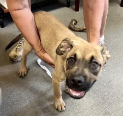 Found/Stray Male Dog last seen Tutwiler and Dickson, Memphis, TN 38107