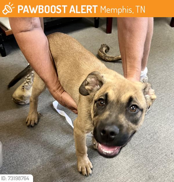 Found/Stray Male Dog last seen Tutwiler and Dickson, Memphis, TN 38107