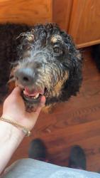 Reunited Male Dog last seen Near Huss street, Lincolnton, NC 28092