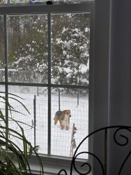 Reunited Female Dog last seen My hse, New Bern, NC 28562