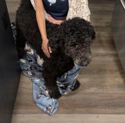 Reunited Male Dog last seen Near Huss street, Lincolnton, NC 28092