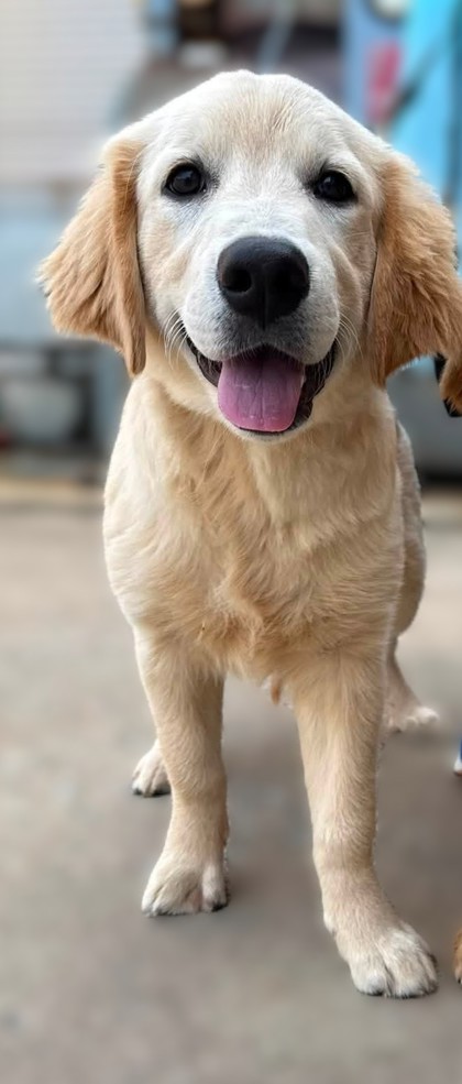 Shelter Stray Female Dog last seen Falls Church, VA, 22042, Parkwood Ct & Allen St, Fairfax County, VA, 4500 West Ox Rd, Fairfax, VA 22030, USA