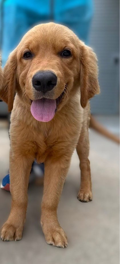 Shelter Stray Male Dog last seen Falls Church, VA, 22042, Parkwood Ct & Allen St, Fairfax County, VA, 4500 West Ox Rd, Fairfax, VA 22030, USA